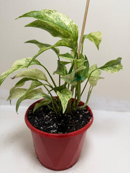 Buy Monstera Laniata Variegata | Rare & Exotic Plant |130mm