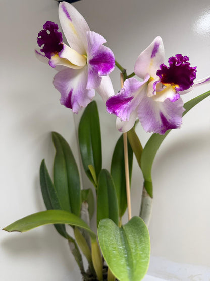 Buy Rth. Topaz Celebration 'Florid' | Rare Orchid - 100mm