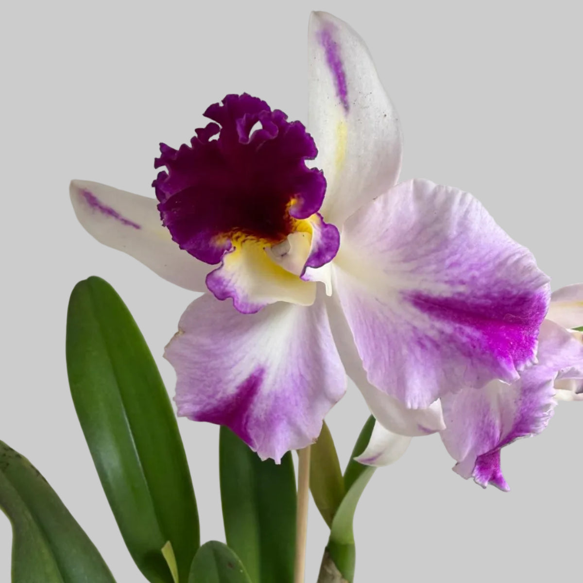 Buy Rth. Topaz Celebration 'Florid' | Rare Orchid - 100mm