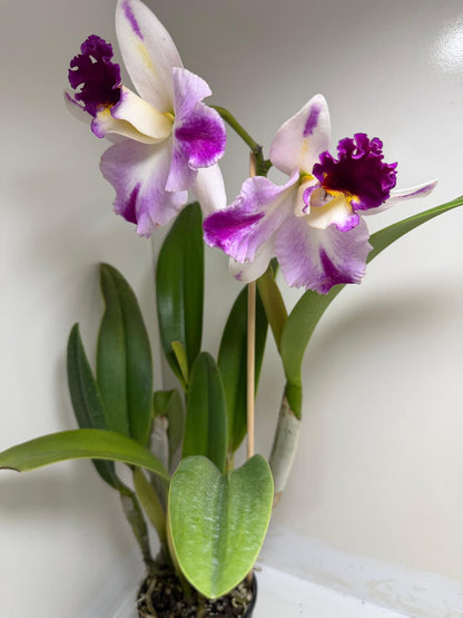 Buy Rth. Topaz Celebration 'Florid' | Rare Orchid - 100mm