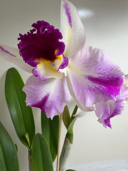Buy Rth. Topaz Celebration 'Florid' | Rare Orchid - 100mm