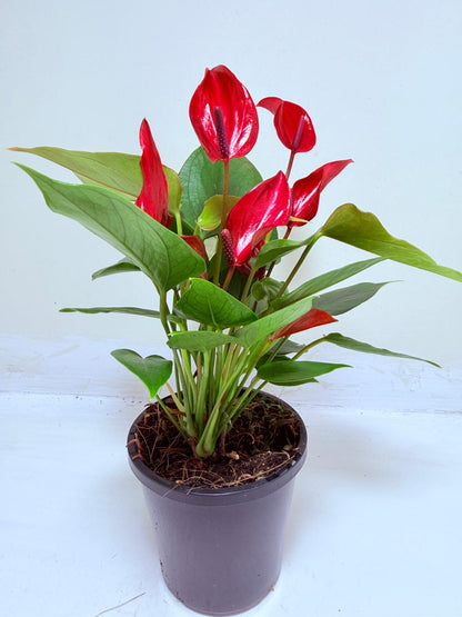 Anthurium Banderola Lava -100mm