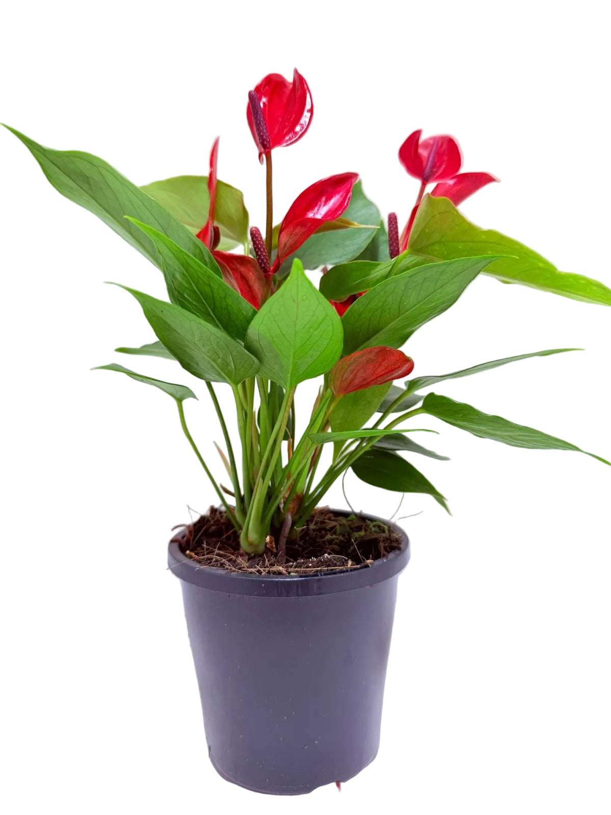Anthurium Banderola Lava -100mm