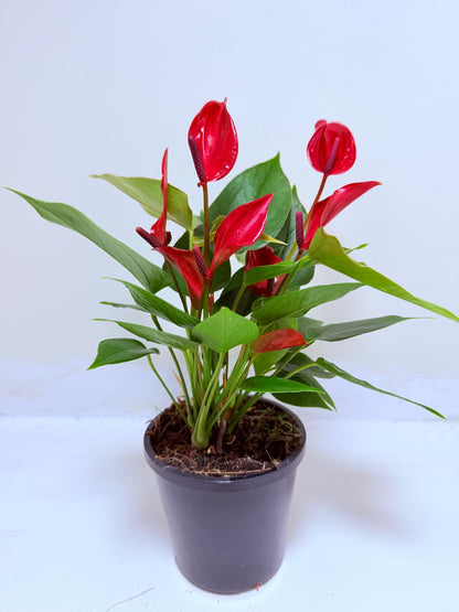 Anthurium Banderola Lava -100mm