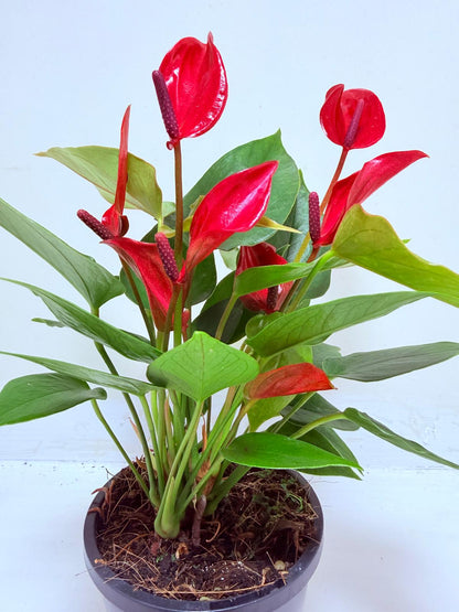 Anthurium Banderola Lava -100mm