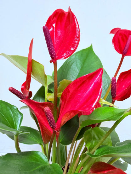 Anthurium Banderola Lava -100mm