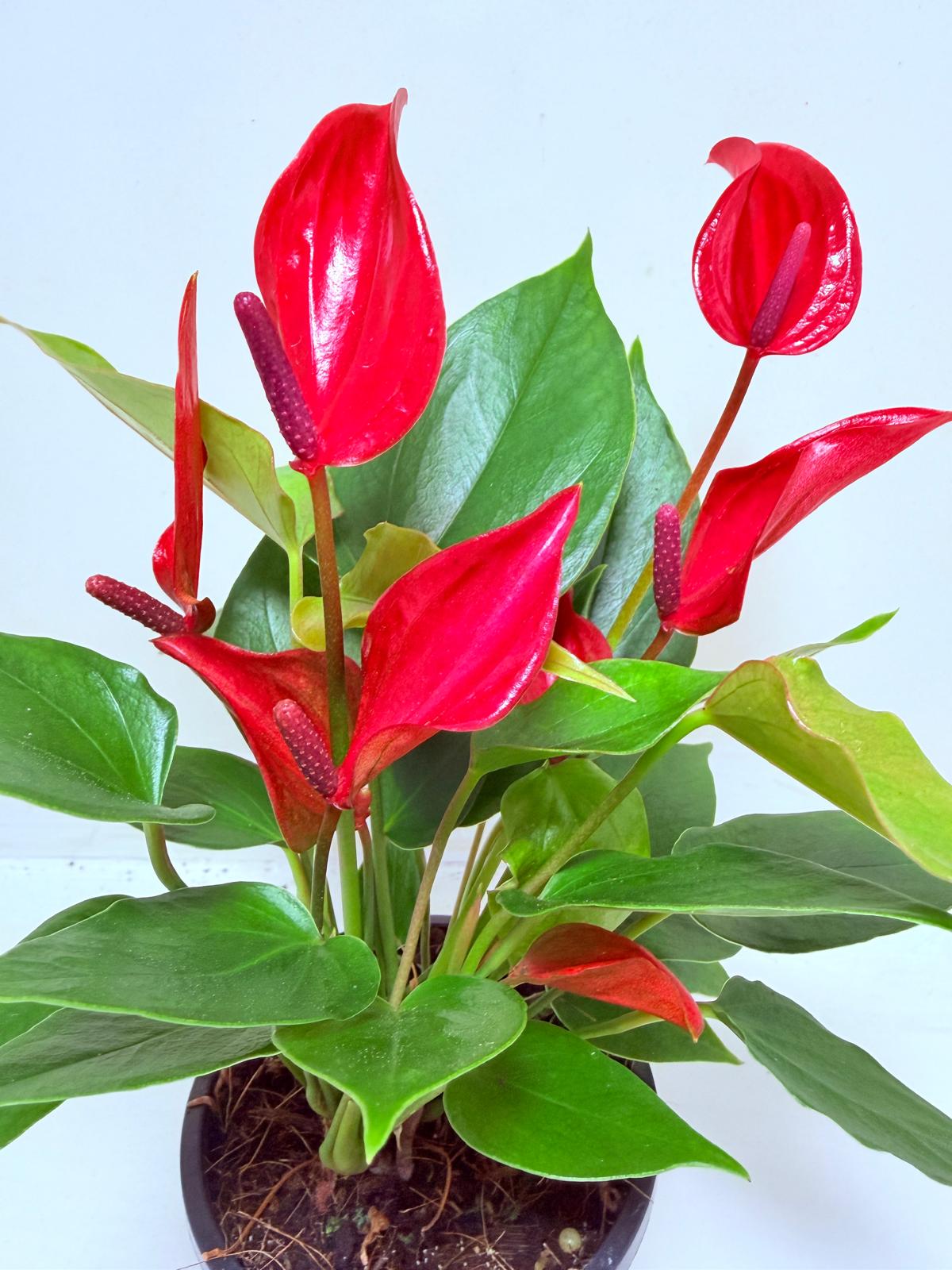 Anthurium Banderola Lava -100mm
