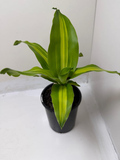 Dracaena fragrans 'Massangeana' (Happy Plant totem Special)
