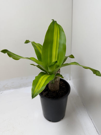 Dracaena fragrans 'Massangeana' (Happy Plant totem Special)