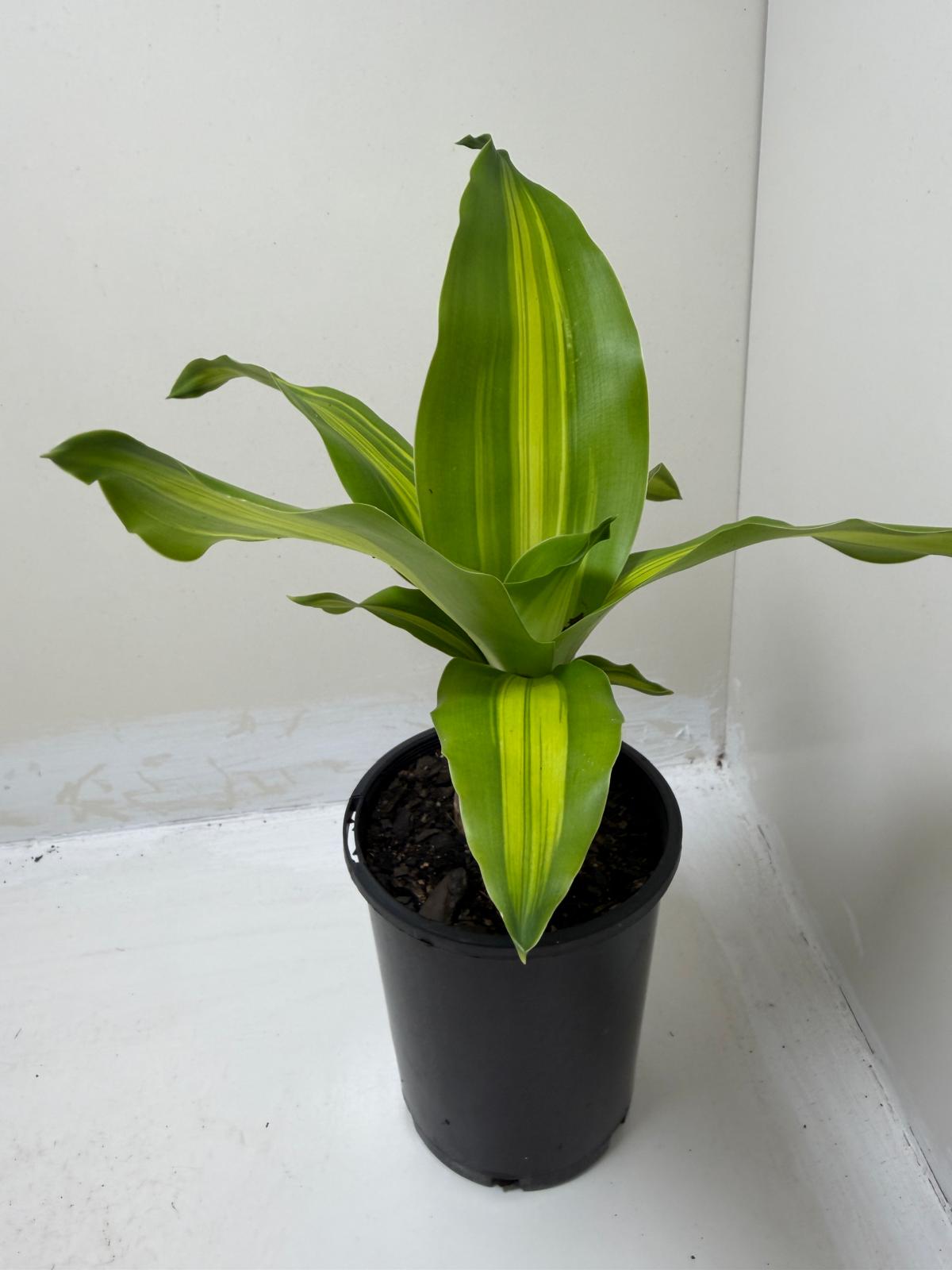 Dracaena fragrans 'Massangeana' (Happy Plant totem Special)