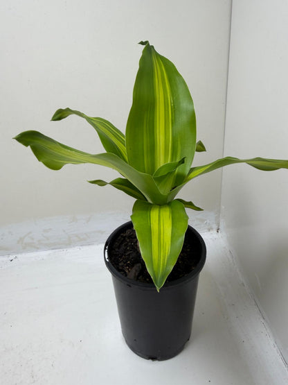 Dracaena fragrans 'Massangeana' (Happy Plant totem Special)