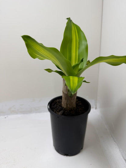 Dracaena fragrans 'Massangeana' (Happy Plant totem Special)