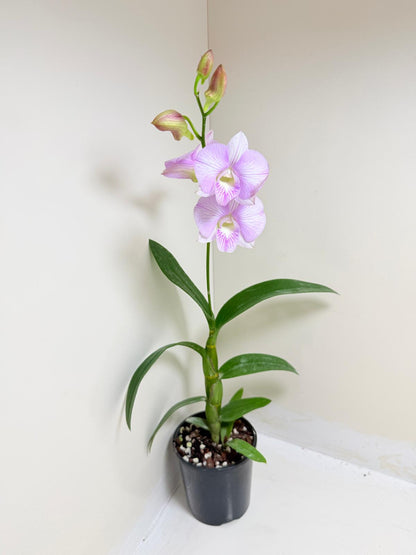 Dendrobium Burana Stripe 'Round' × Airy Pink Stripe 'Delicate' | Rare & Exotic Plant
