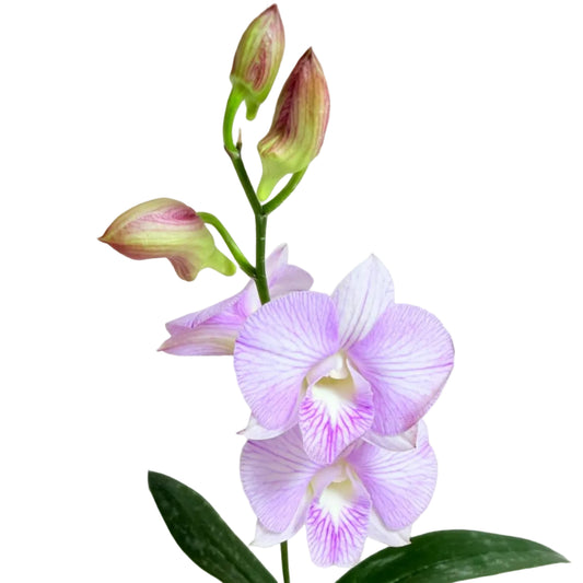 Dendrobium Burana Stripe 'Round' × Airy Pink Stripe 'Delicate'