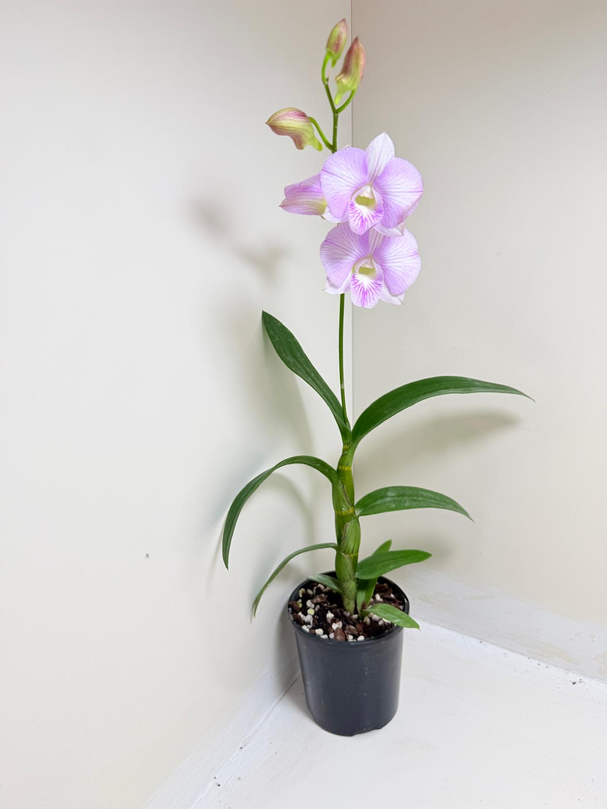 Dendrobium Burana Stripe 'Round' × Airy Pink Stripe 'Delicate' | Rare & Exotic Plant
