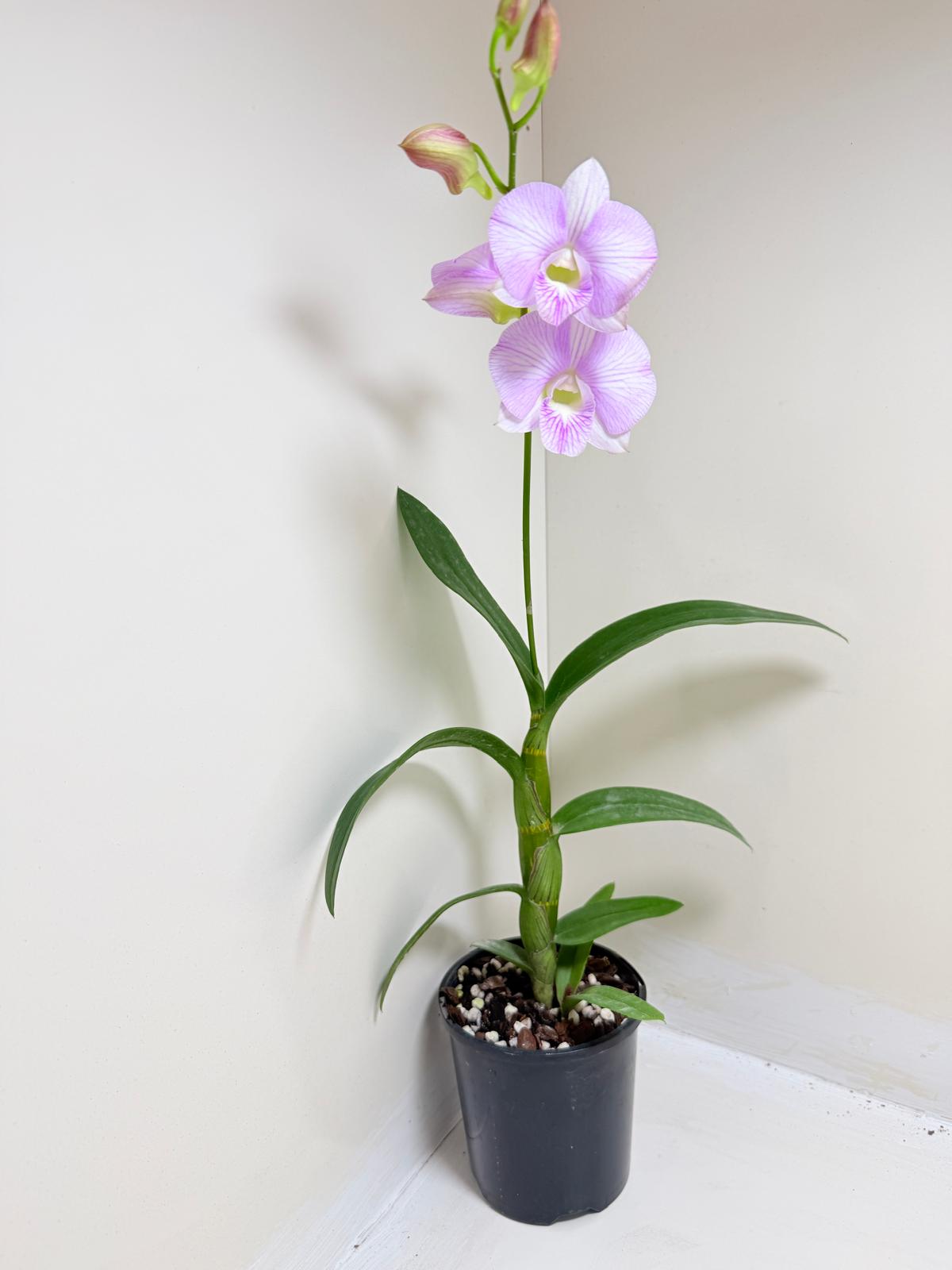 Dendrobium Burana Stripe 'Round' × Airy Pink Stripe 'Delicate' | Rare & Exotic Plant