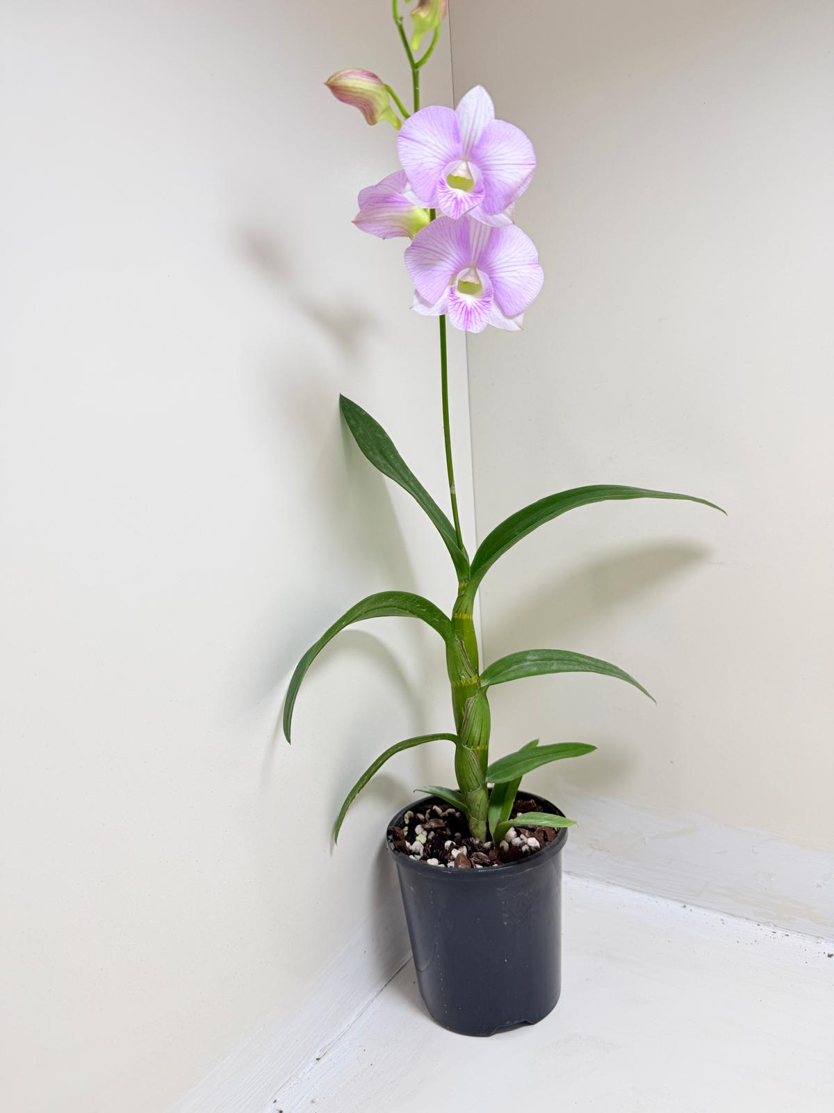 Dendrobium Burana Stripe 'Round' × Airy Pink Stripe 'Delicate' | Rare & Exotic Plant