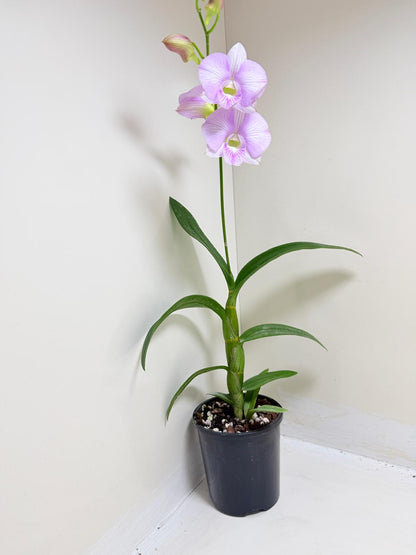 Dendrobium Burana Stripe 'Round' × Airy Pink Stripe 'Delicate' | Rare & Exotic Plant