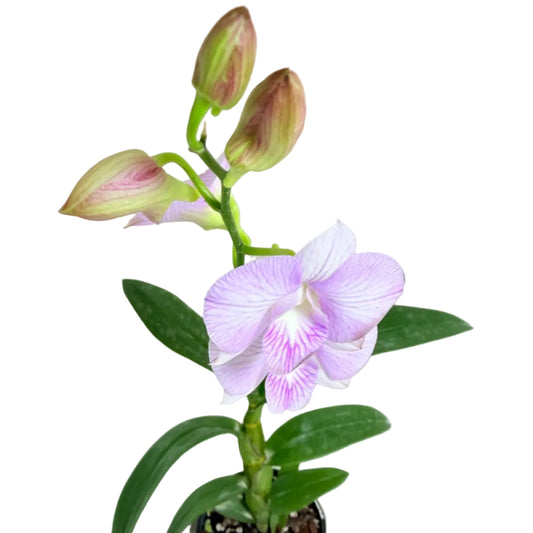 Dendrobium Burana Stripe 'Round' × Airy Pink Stripe 'Delicate'
