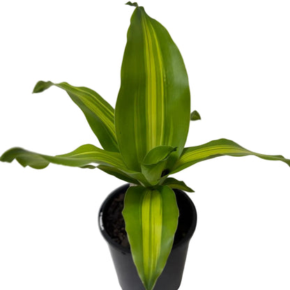 Buy Happy Plant Photo Changes(Dracaena fragrans 'Massangeana') | Easy Care Houseplant