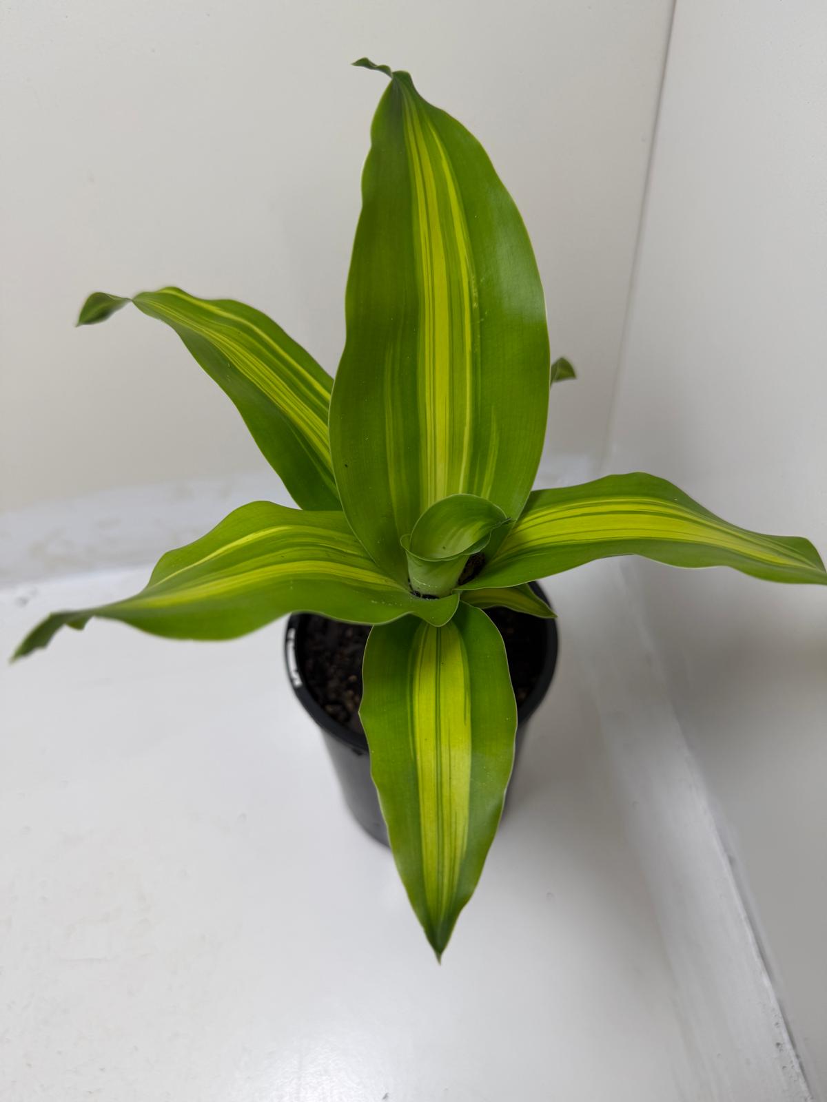Buy Happy Plant Photo Changes(Dracaena fragrans 'Massangeana') | Easy Care Houseplant