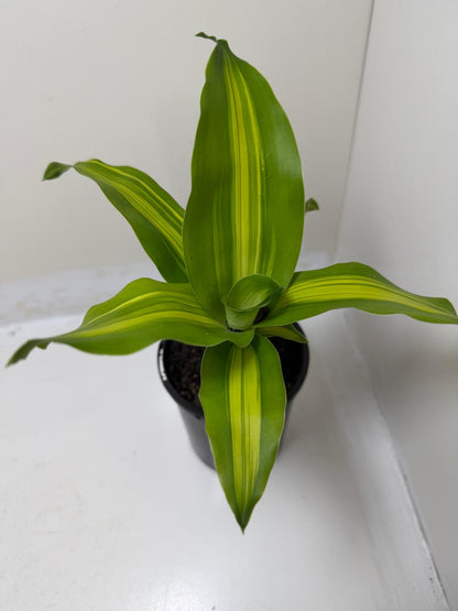 Buy Happy Plant Photo Changes(Dracaena fragrans 'Massangeana') | Easy Care Houseplant