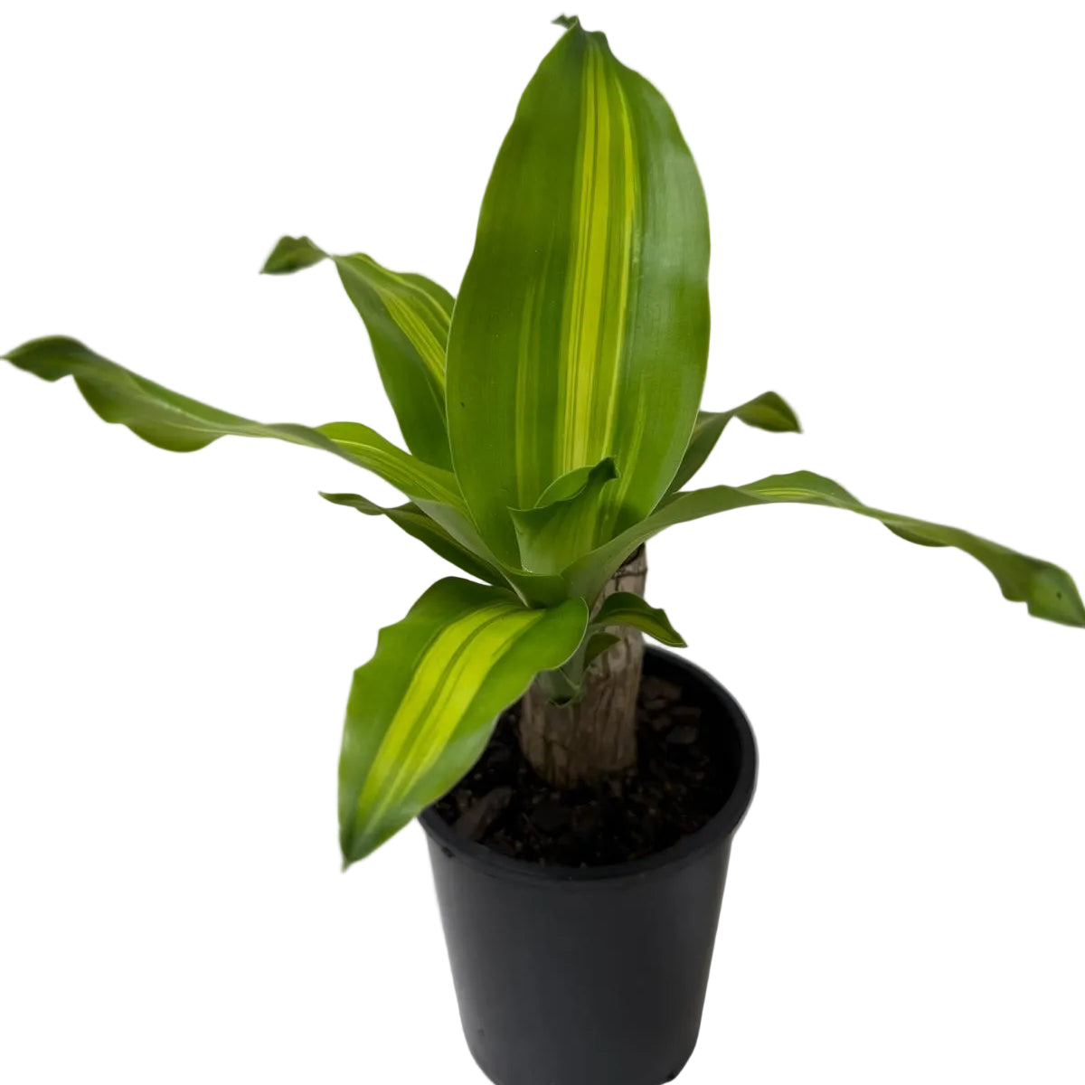 Buy Happy Plant Photo Changes(Dracaena fragrans 'Massangeana') | Easy Care Houseplant