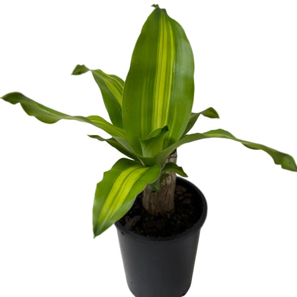 Buy Happy Plant Photo Changes(Dracaena fragrans 'Massangeana') | Easy Care Houseplant