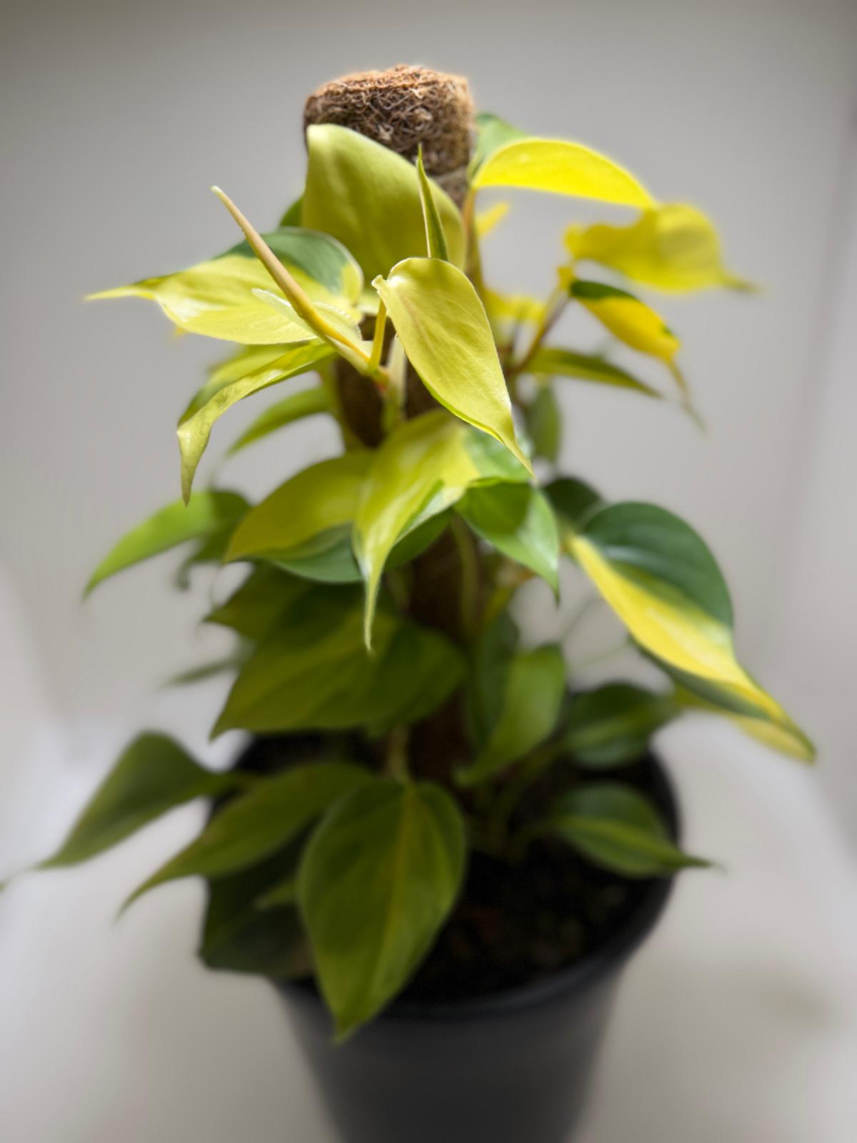 Buy Philodendron Brasil | Statement Indoor Plant