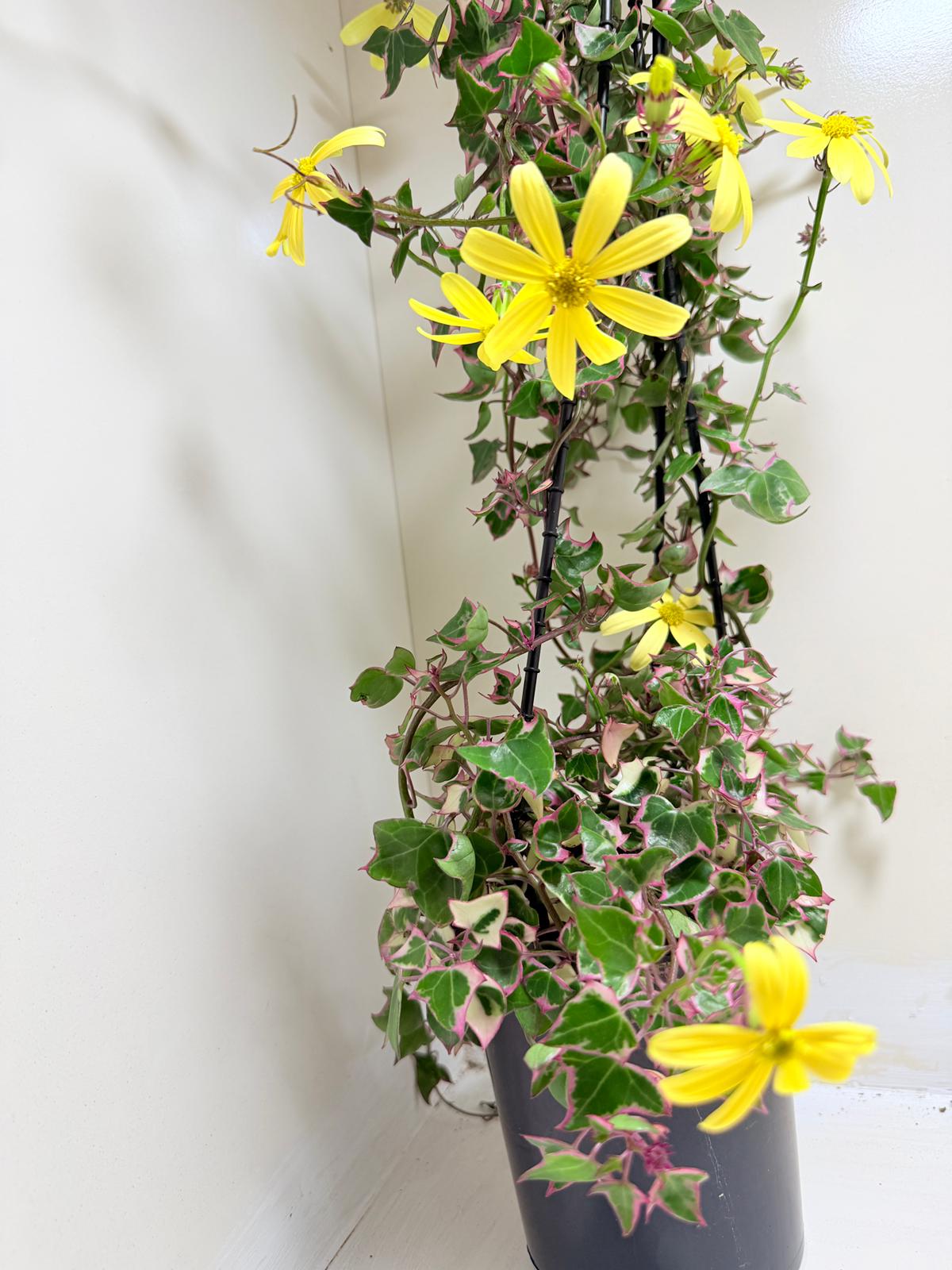 Variegated Wax Ivy | Indoor & Outdoor Plant