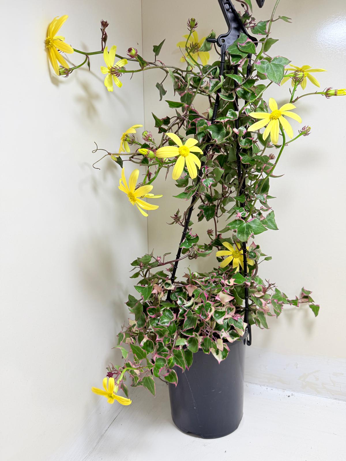 Variegated Wax Ivy | Indoor & Outdoor Plant