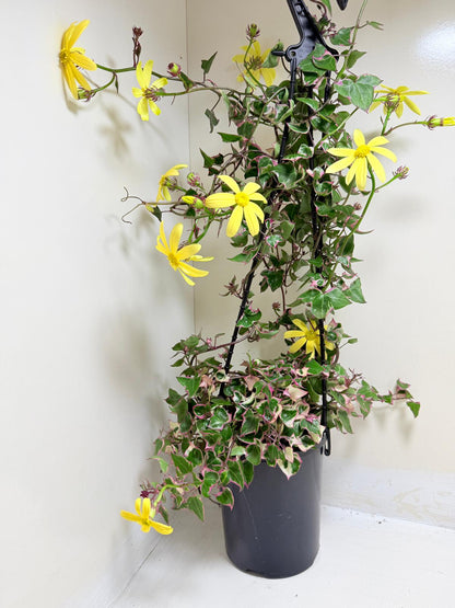 Variegated Wax Ivy | Indoor & Outdoor Plant