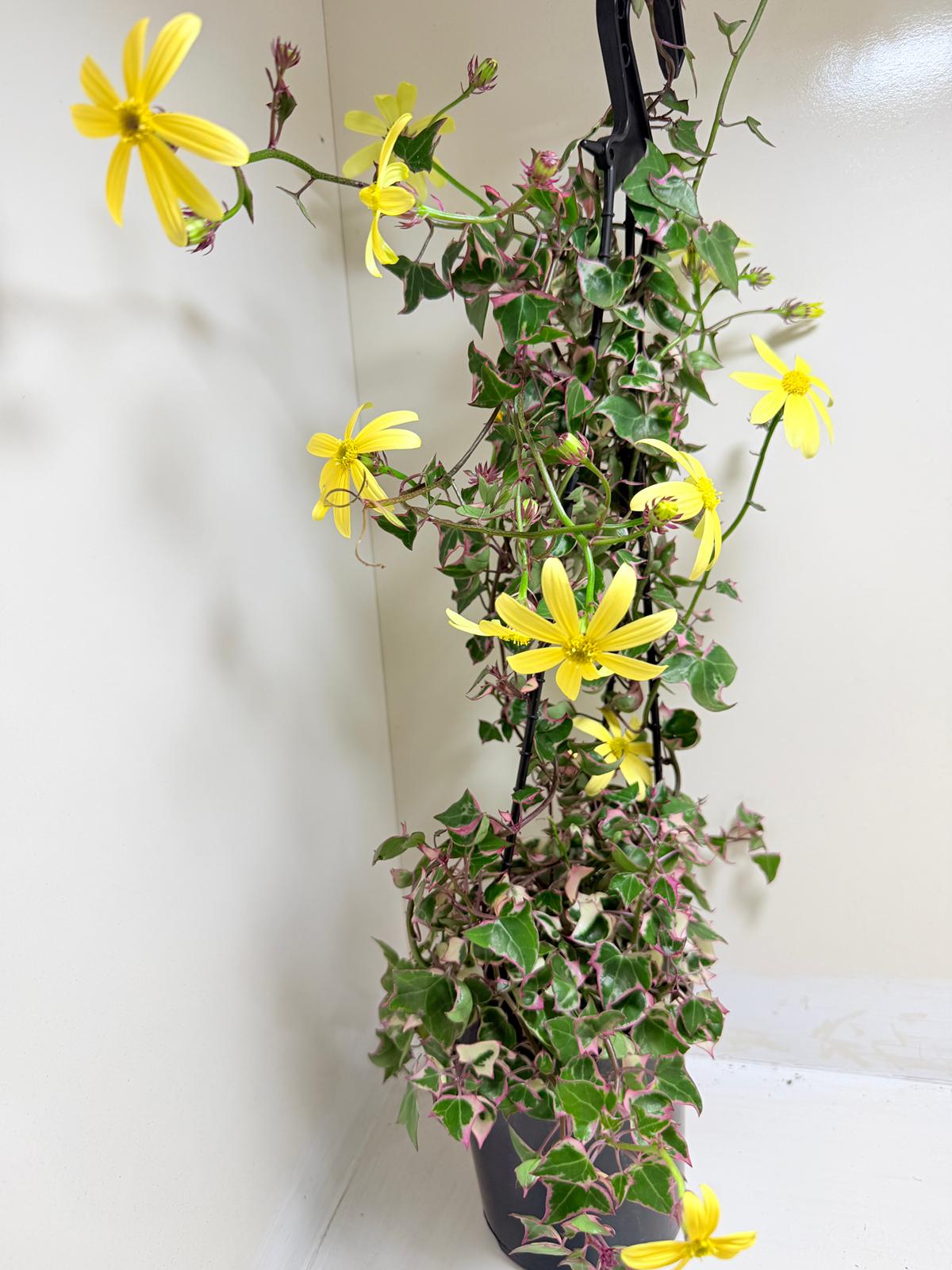 Variegated Wax Ivy | Indoor & Outdoor Plant