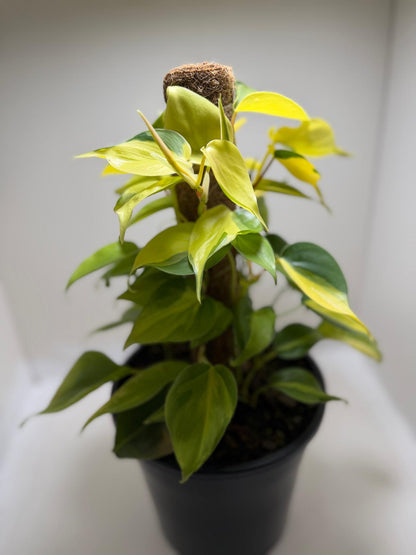 Buy Philodendron Brasil | Statement Indoor Plant