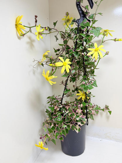 Variegated Wax Ivy | Indoor & Outdoor Plant