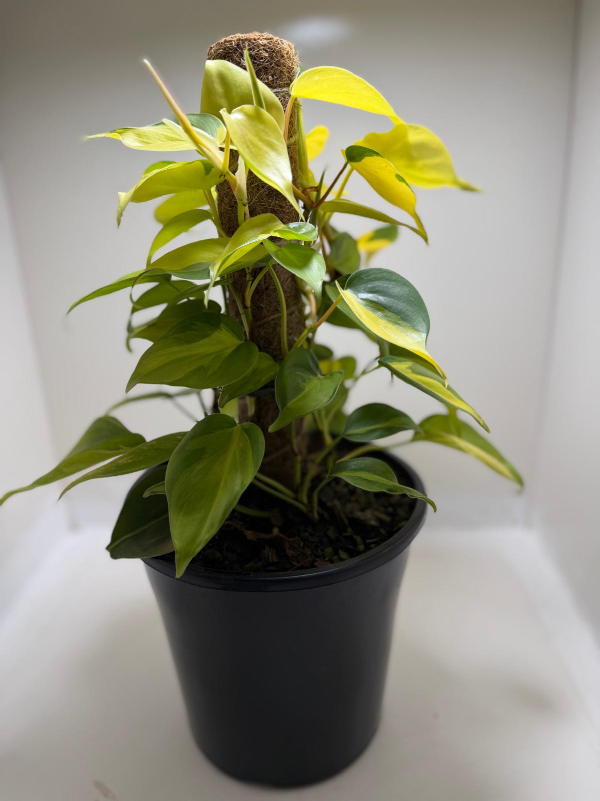 Buy Philodendron Brasil | Statement Indoor Plant