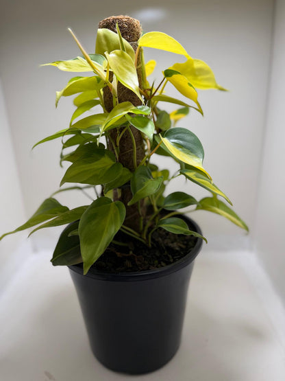 Buy Philodendron Brasil | Statement Indoor Plant