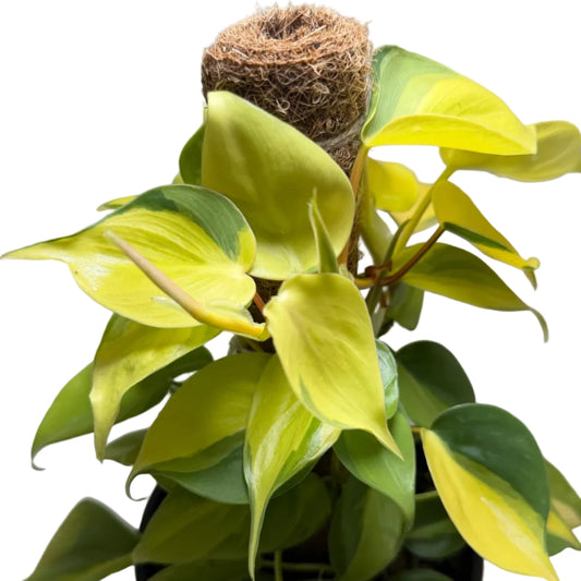 Philodendron 'Brasil'