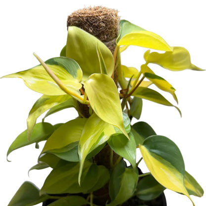 Buy Philodendron Brasil | Statement Indoor Plant