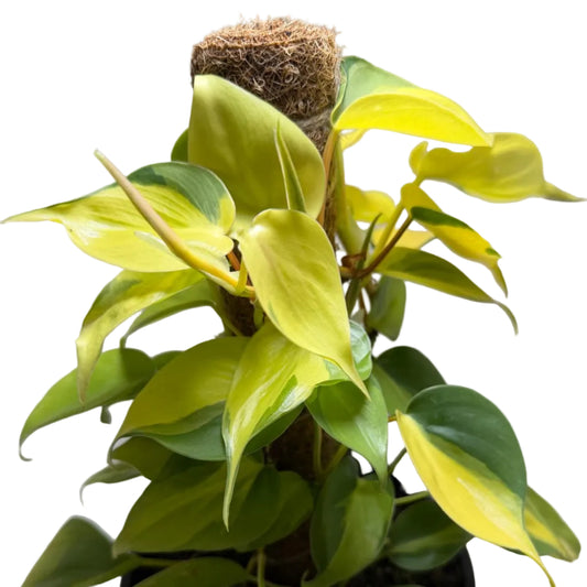 Philodendron 'Brasil'