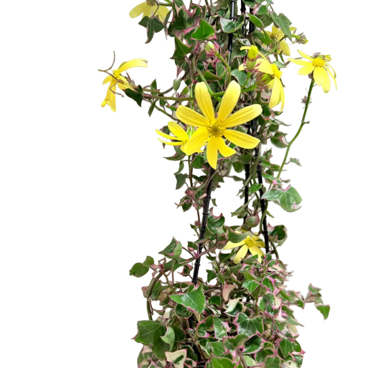 Variegated Wax Ivy | Indoor & Outdoor Plant
