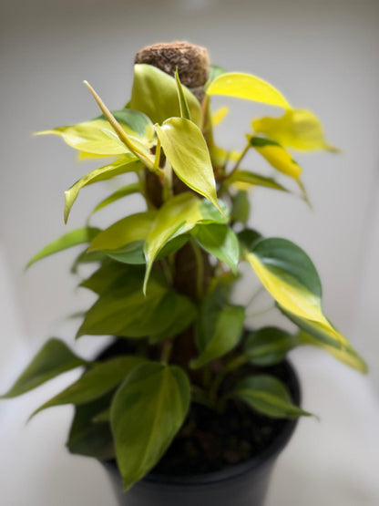 Buy Philodendron Brasil | Statement Indoor Plant