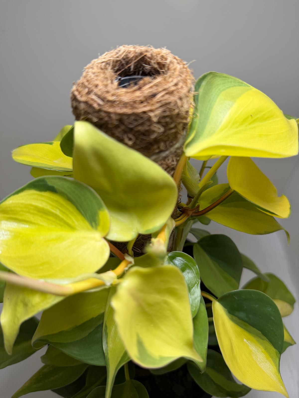 Buy Philodendron Brasil | Statement Indoor Plant