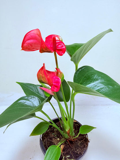 Anthurium Melito | Statement Indoor Plant