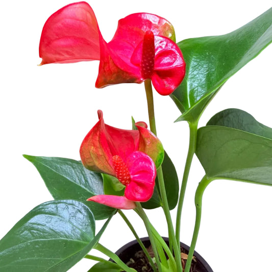 Anthurium Melito | Statement Indoor Plant