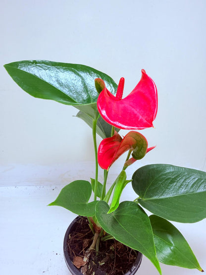Anthurium Melito | Statement Indoor Plant