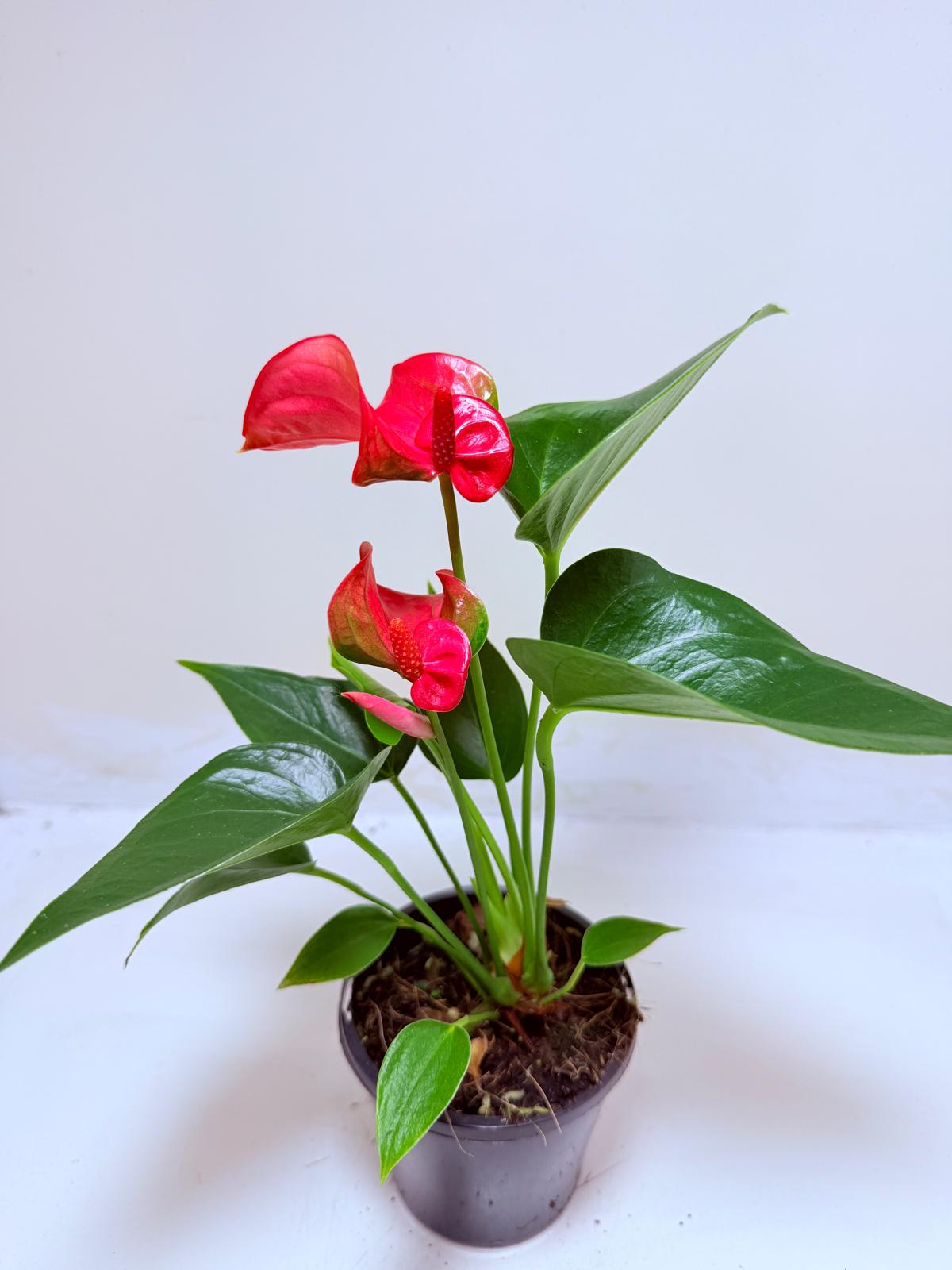 Anthurium Melito | Statement Indoor Plant