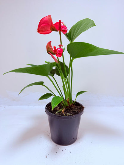 Anthurium Melito | Statement Indoor Plant