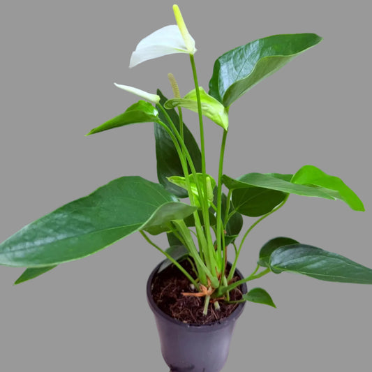 Buy Anthurium Eclyps | Rare & Exotic Plant