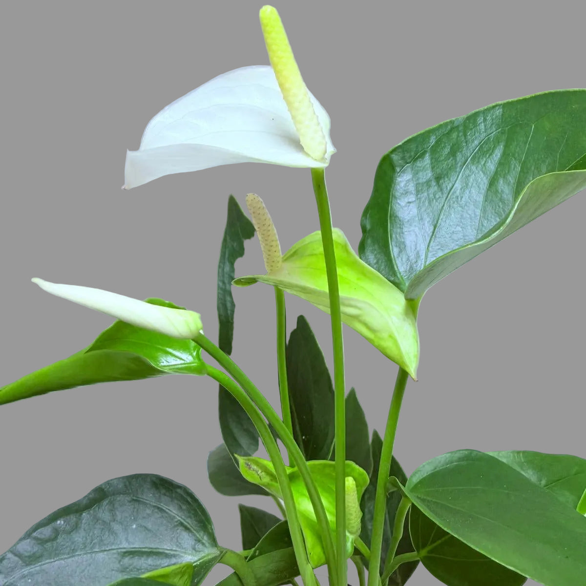 Buy Anthurium Eclyps | Rare & Exotic Plant